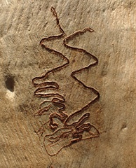 PC102133a.jpg